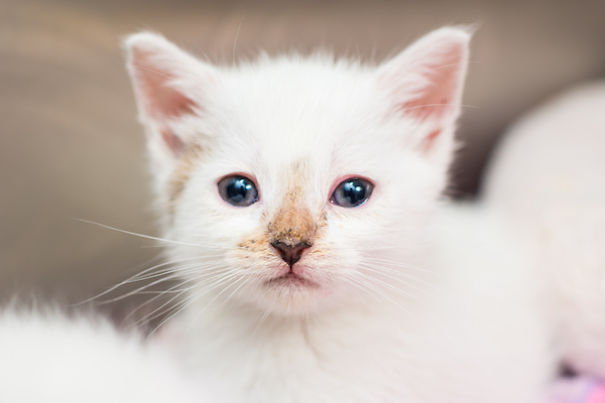 I Photograph Orphaned Kittens To Promote Adoption