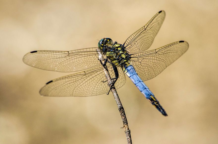 I Lurk Around The House Photographing The Little Things