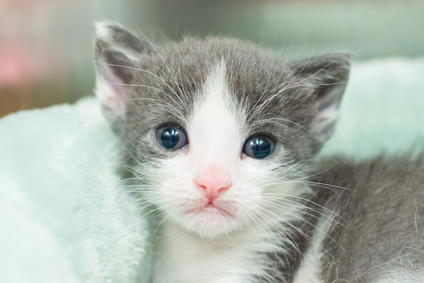 I Photograph Orphaned Kittens To Promote Adoption