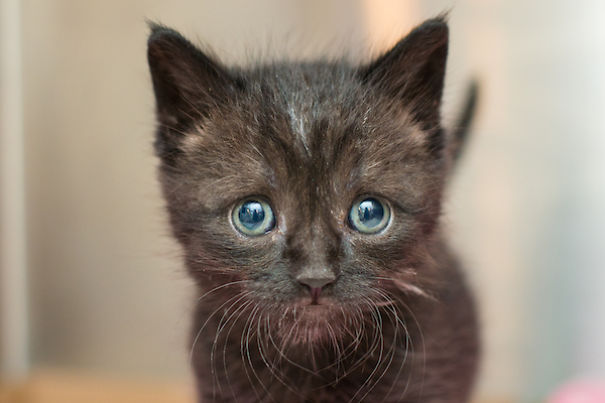 I Photograph Orphaned Kittens To Promote Adoption