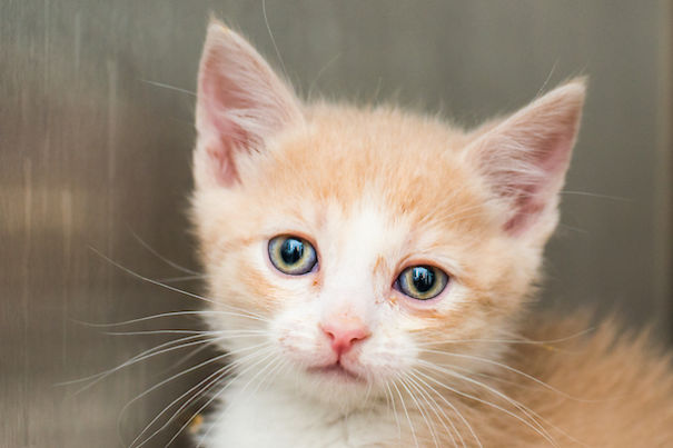 I Photograph Orphaned Kittens To Promote Adoption