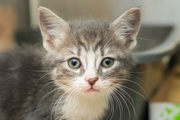 I Photograph Orphaned Kittens To Promote Adoption
