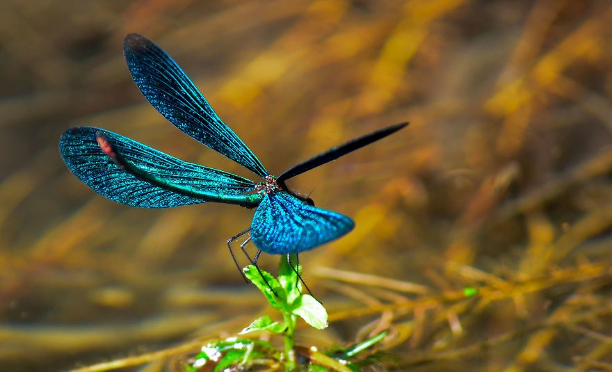 I Lurk Around The House Photographing The Little Things