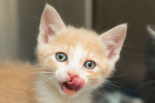 I Photograph Orphaned Kittens To Promote Adoption
