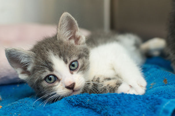 I Photograph Orphaned Kittens To Promote Adoption