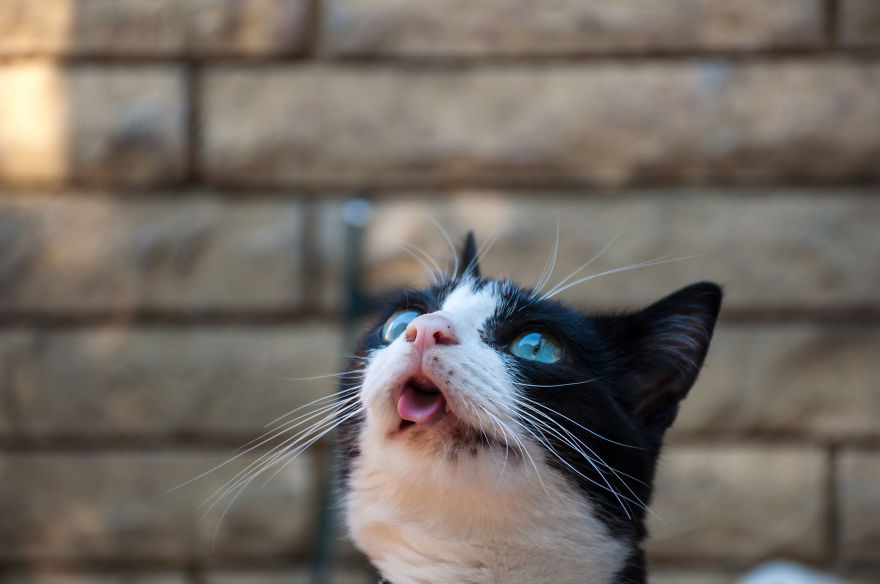 I'd Like You To Meet Chuck