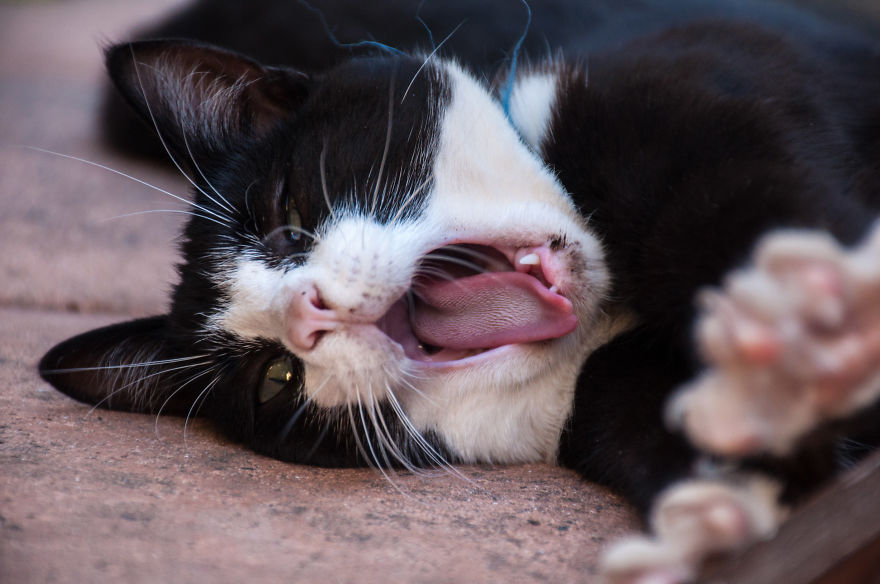 I'd Like You To Meet Chuck