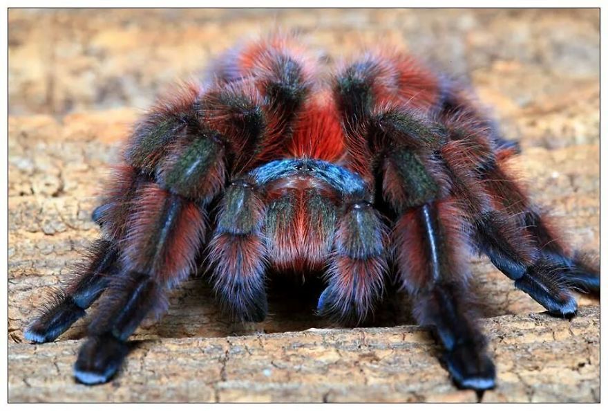Don't Be Scared! These Are Just 10 Of The Most Beautiful Spiders In The World Don't Be Scared! These Are Just 10 Of The Most Beautiful Spiders In The World