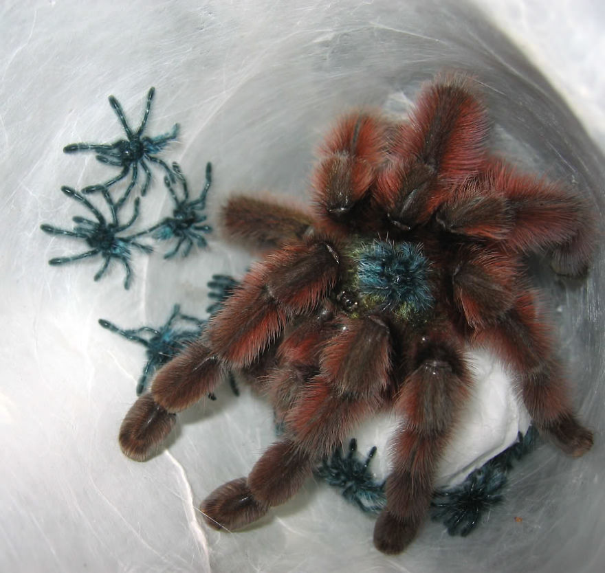 Don't Be Scared! These Are Just 10 Of The Most Beautiful Spiders In The World