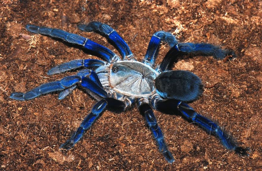 Don't Be Scared! These Are Just 10 Of The Most Beautiful Spiders In The World Don't Be Scared! These Are Just 10 Of The Most Beautiful Spiders In The World