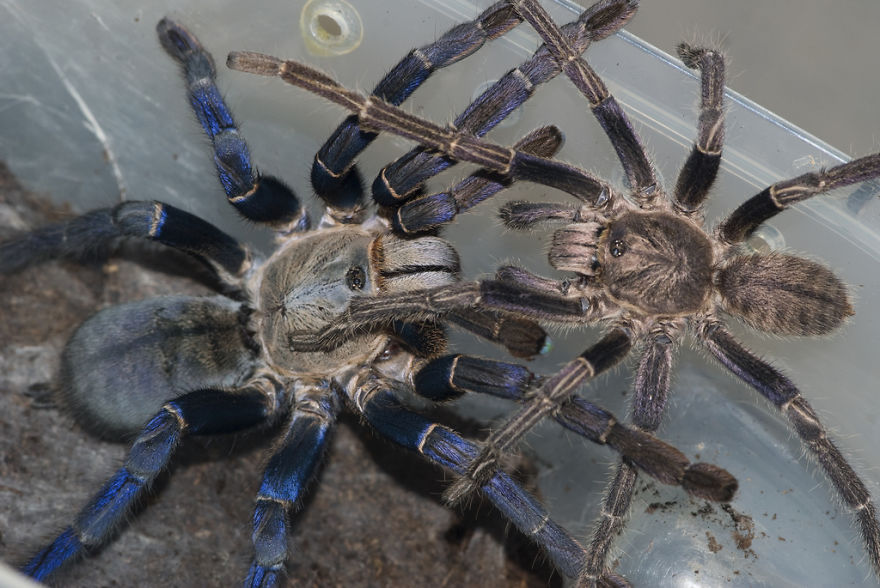 Don't Be Scared! These Are Just 10 Of The Most Beautiful Spiders In The World Don't Be Scared! These Are Just 10 Of The Most Beautiful Spiders In The World