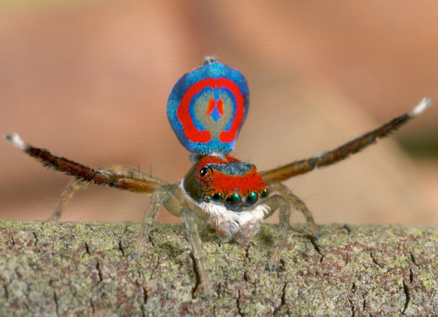 Don't Be Scared! These Are Just 10 Of The Most Beautiful Spiders In The World Don't Be Scared! These Are Just 10 Of The Most Beautiful Spiders In The World