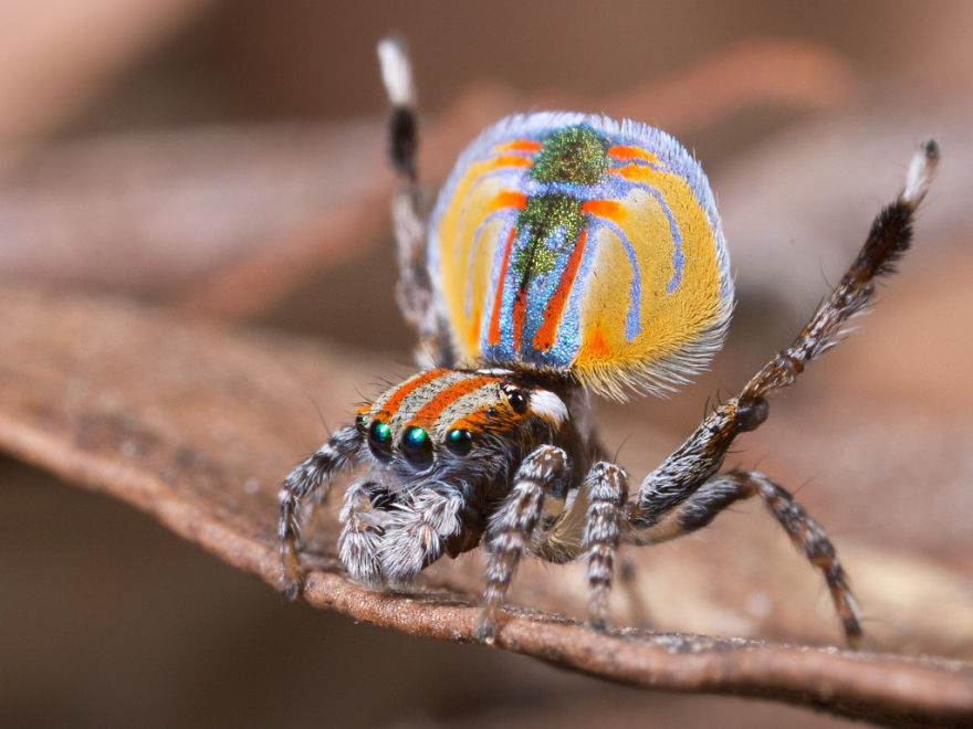 Don't Be Scared! These Are Just 10 Of The Most Beautiful Spiders In The World