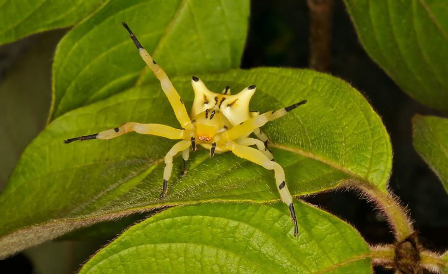 Don't Be Scared! These Are Just 10 Of The Most Beautiful Spiders In The World