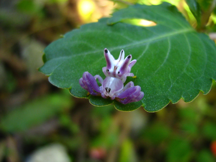 Don't Be Scared! These Are Just 10 Of The Most Beautiful Spiders In The World