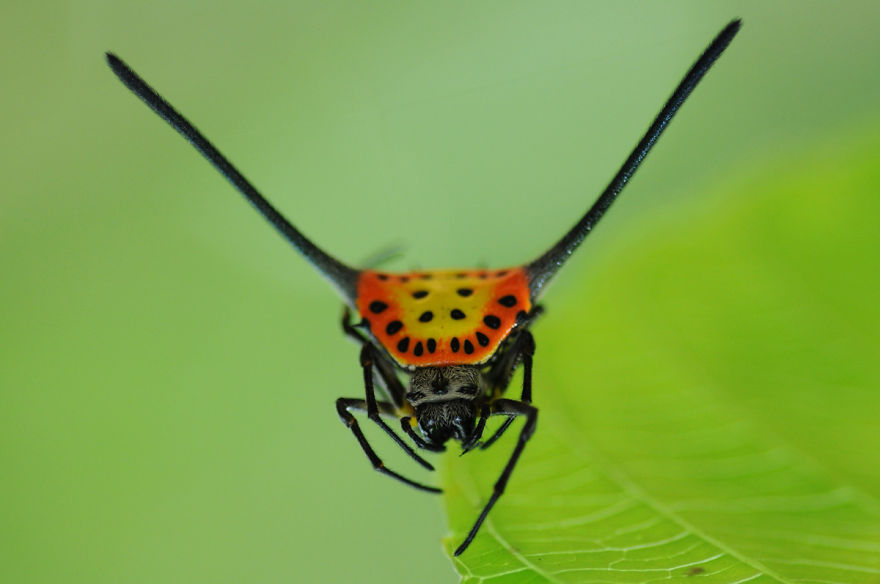 Don't Be Scared! These Are Just 10 Of The Most Beautiful Spiders In The World Don't Be Scared! These Are Just 10 Of The Most Beautiful Spiders In The World