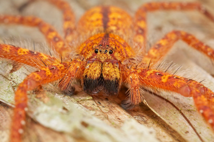 Don't Be Scared! These Are Just 10 Of The Most Beautiful Spiders In The World Don't Be Scared! These Are Just 10 Of The Most Beautiful Spiders In The World