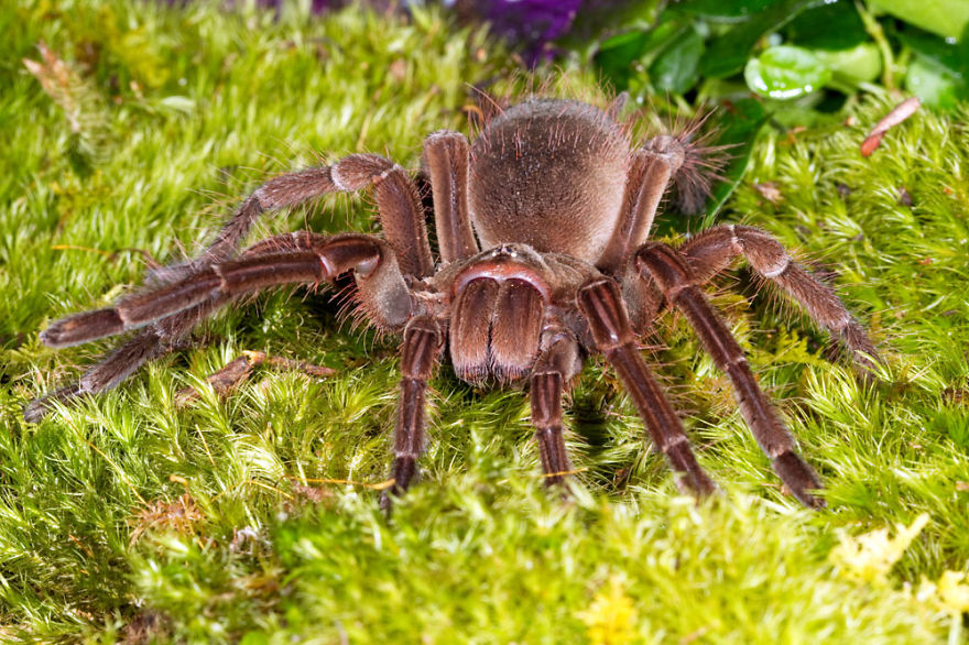 Don't Be Scared! These Are Just 10 Of The Most Beautiful Spiders In The World Don't Be Scared! These Are Just 10 Of The Most Beautiful Spiders In The World