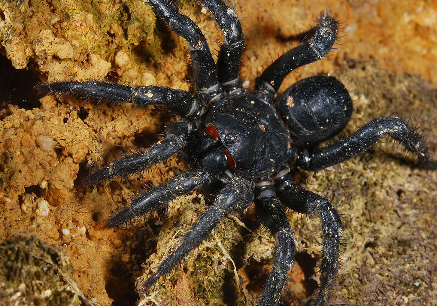 Don't Be Scared! These Are Just 10 Of The Most Beautiful Spiders In The World Don't Be Scared! These Are Just 10 Of The Most Beautiful Spiders In The World