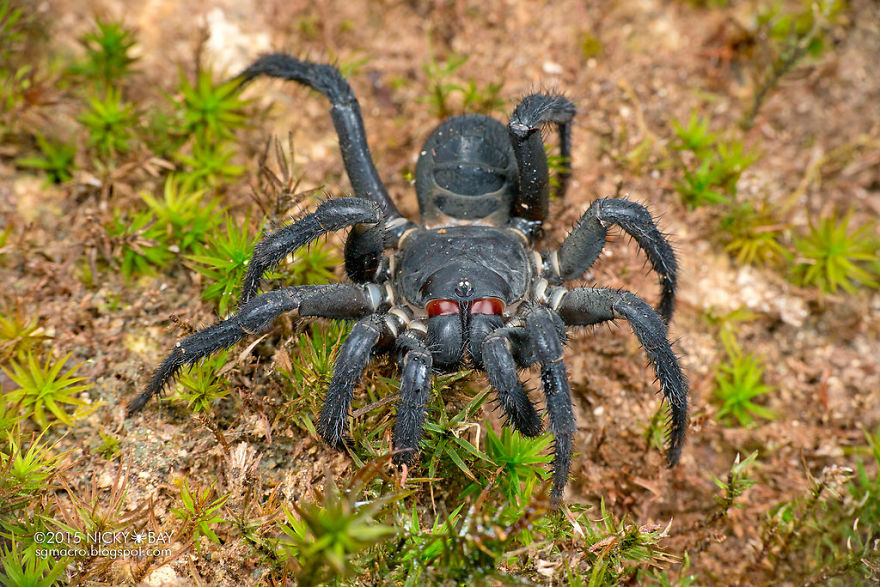 Don't Be Scared! These Are Just 10 Of The Most Beautiful Spiders In The World