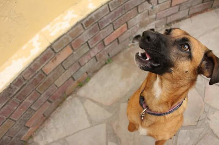 There Were Treats Involved In The Taking Of This Picture Of My Ninja Girl