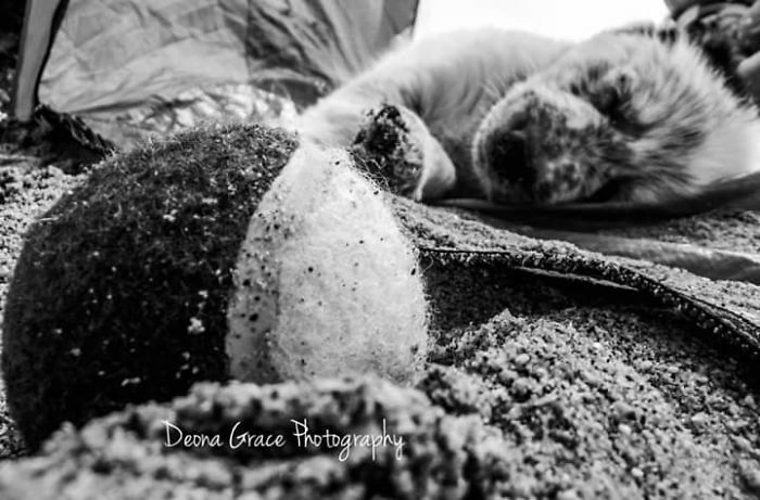 I Take Photos, Mostly Of Dogs At The Moment