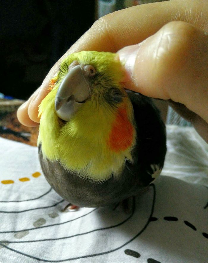 Cincin My Rescue Italian Cockatiel, Loves Head Scratchies