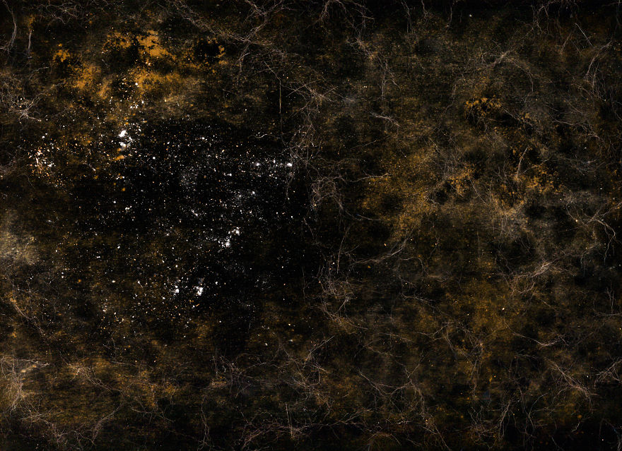 Space Scenes That I Made By Scanning Food With A Photo Scanner Space Scenes That I Made By Scanning Food With A Photo Scanner