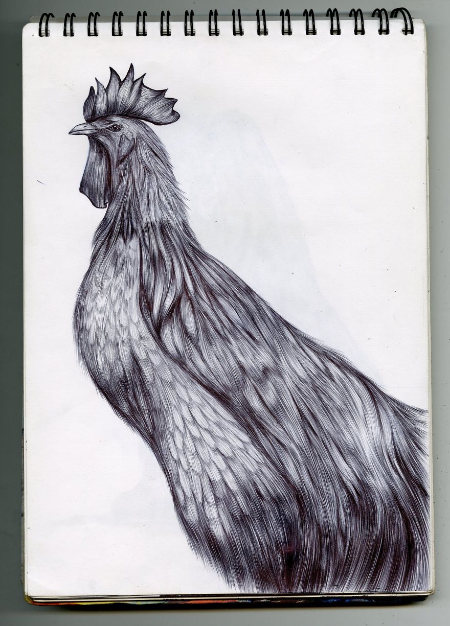 I Draw Detailed Animal Sketches Using Black Ball Point Pens