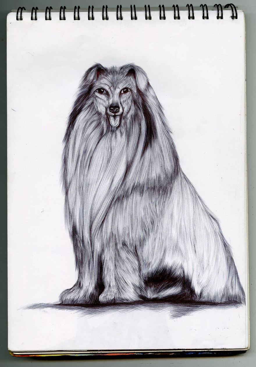 I Draw Detailed Animal Sketches Using Black Ball Point Pens