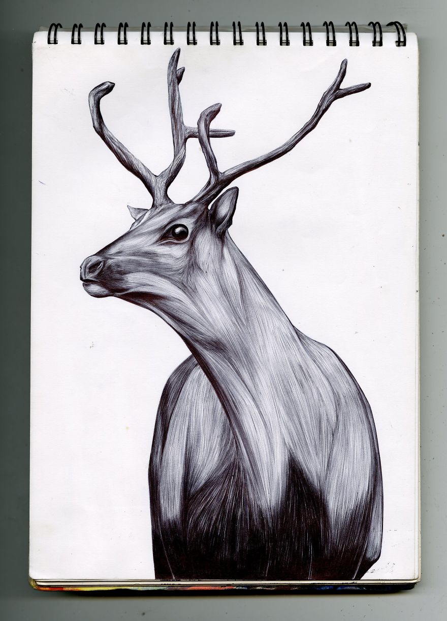 I Draw Detailed Animal Sketches Using Black Ball Point Pens