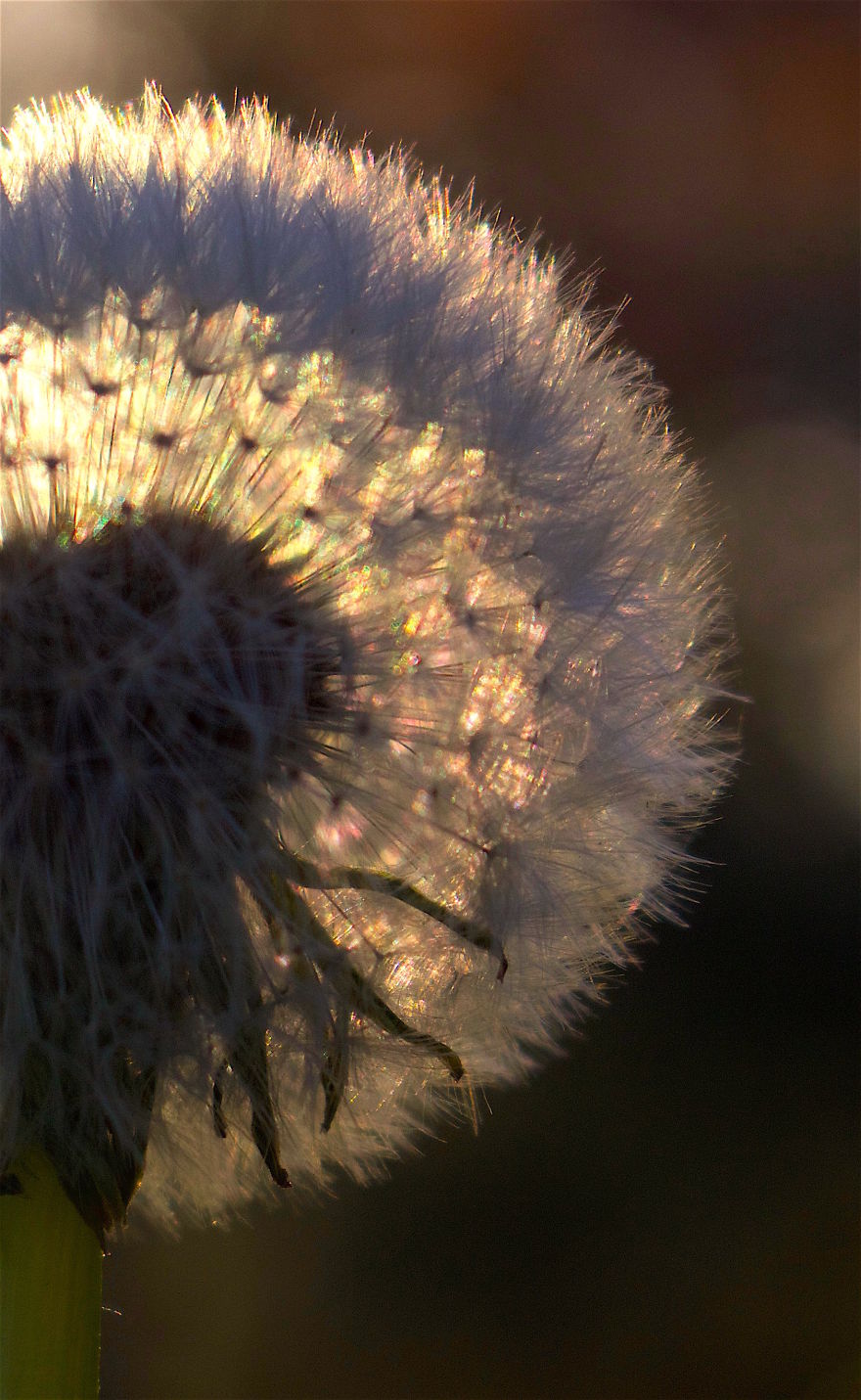 How Ordinary Dandelions Become Extraordinary