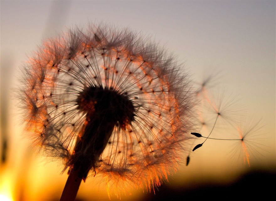 How Ordinary Dandelions Become Extraordinary