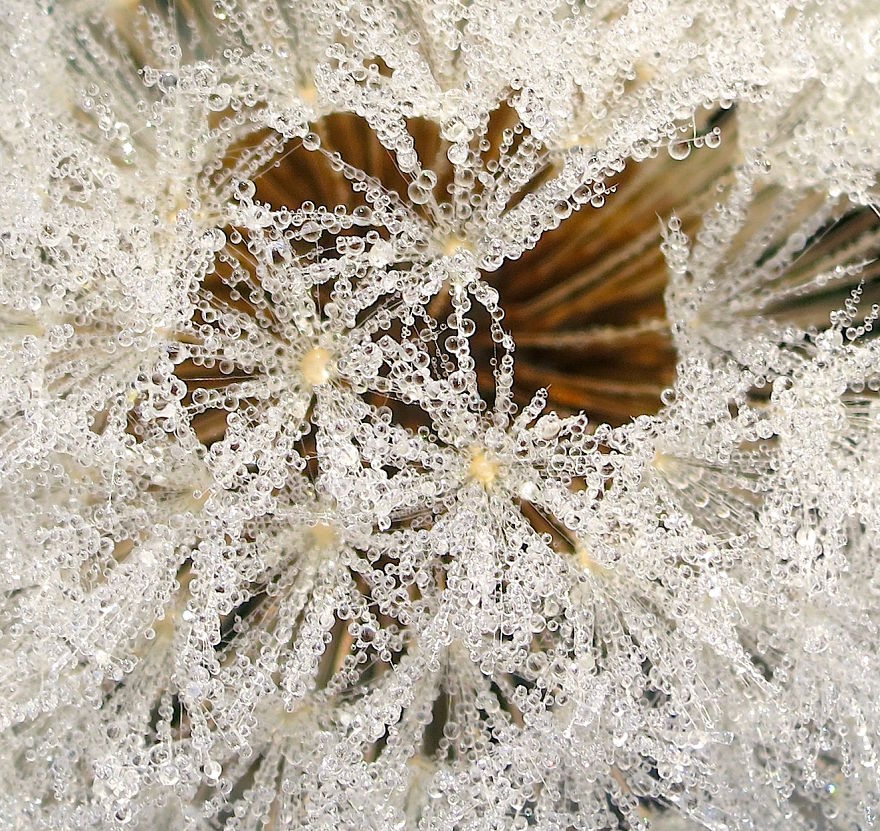 How Ordinary Dandelions Become Extraordinary