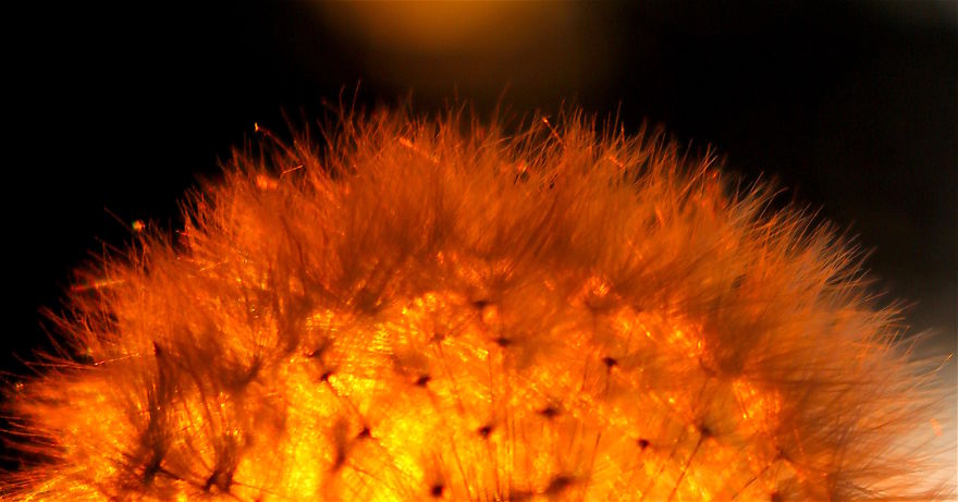 How Ordinary Dandelions Become Extraordinary