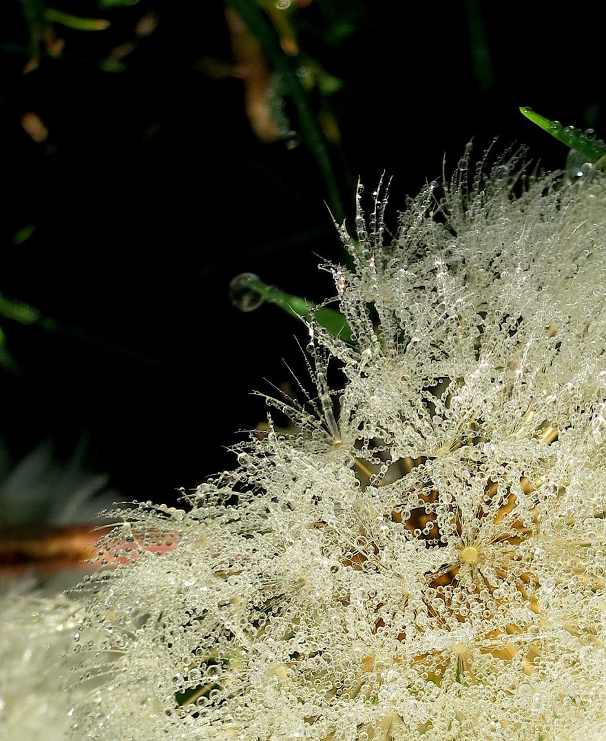 How Ordinary Dandelions Become Extraordinary