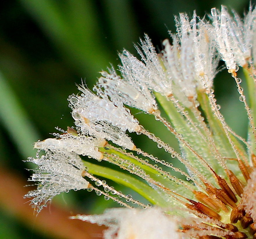How Ordinary Dandelions Become Extraordinary