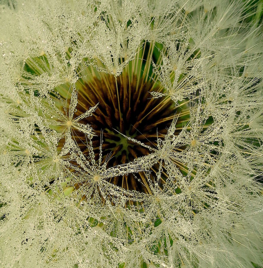 How Ordinary Dandelions Become Extraordinary