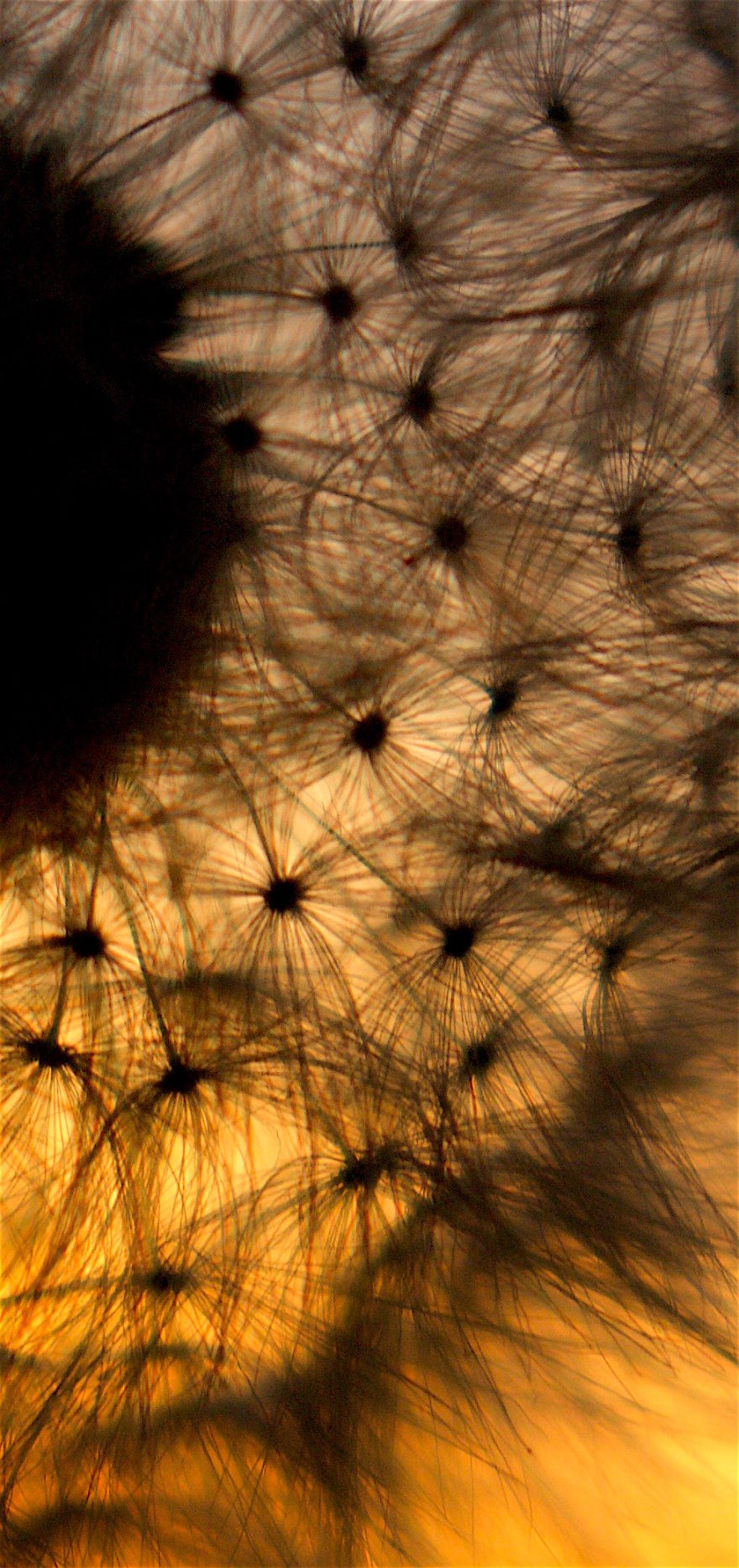 How Ordinary Dandelions Become Extraordinary
