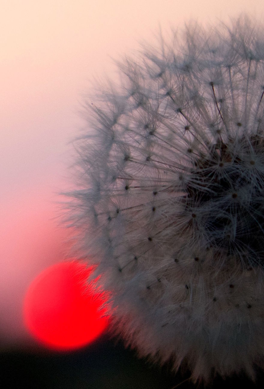 How Ordinary Dandelions Become Extraordinary