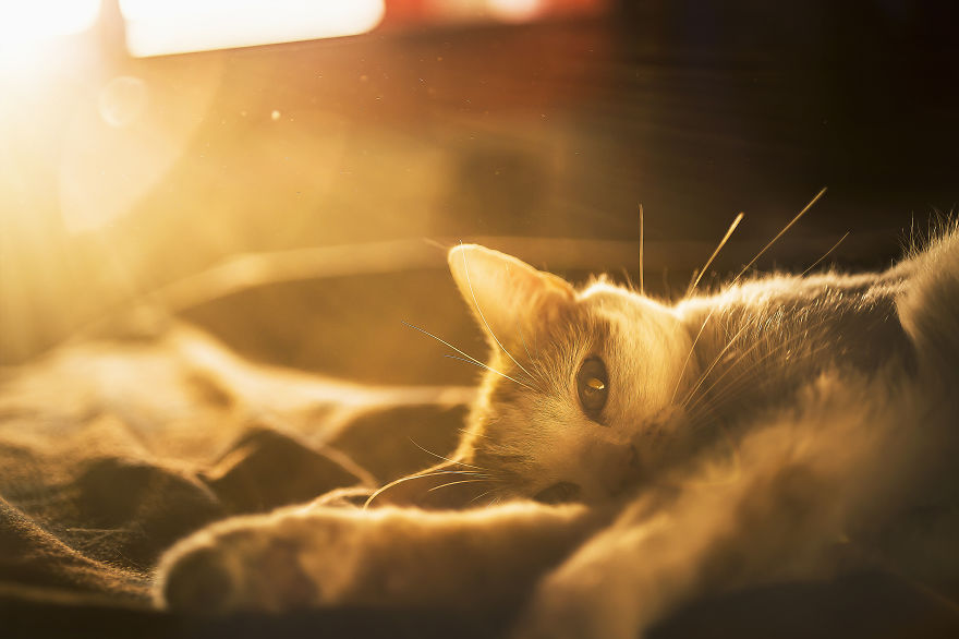 I Photography My Cats During The Golden Hour