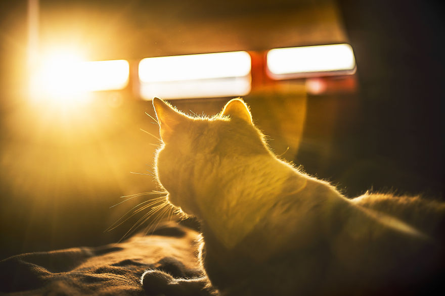 I Photography My Cats During The Golden Hour