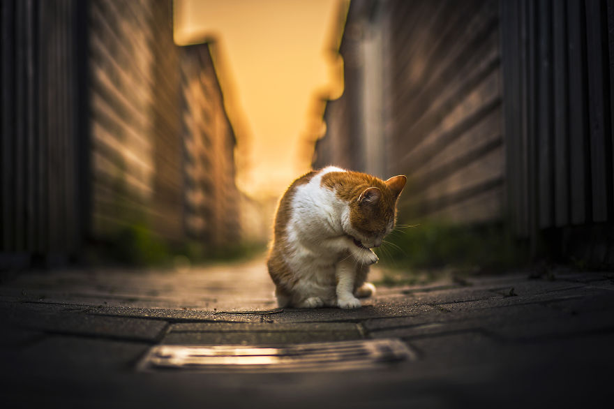 I Photography My Cats During The Golden Hour