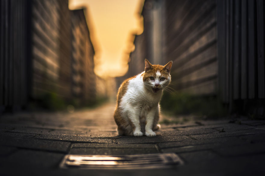 I Photography My Cats During The Golden Hour