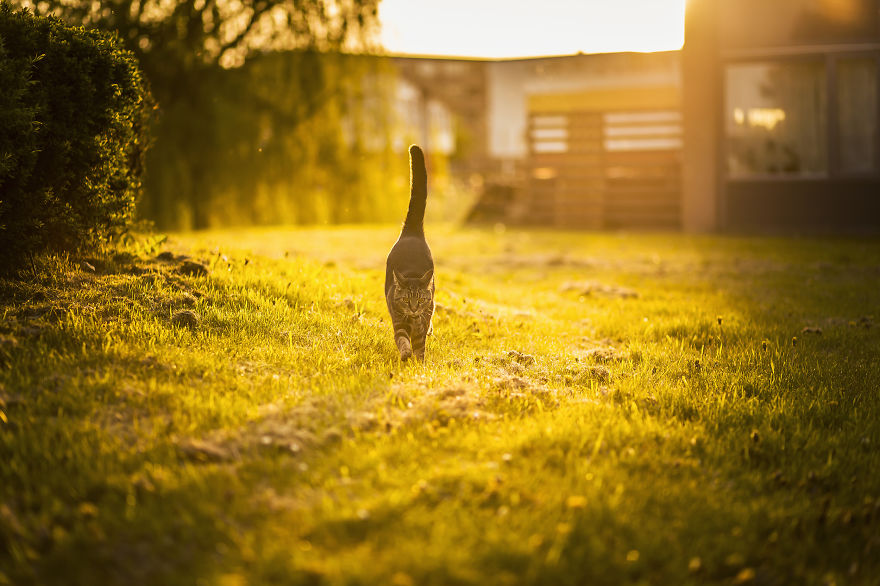 I Photography My Cats During The Golden Hour