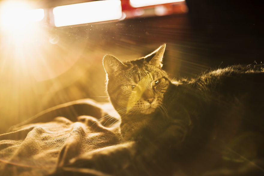 I Photography My Cats During The Golden Hour