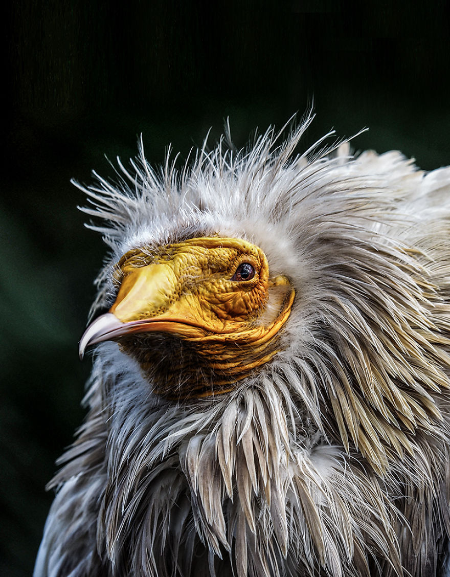 I Made Realistic Animal Caricatures