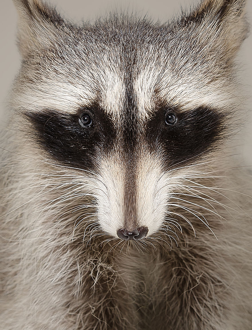 I Made Realistic Animal Caricatures