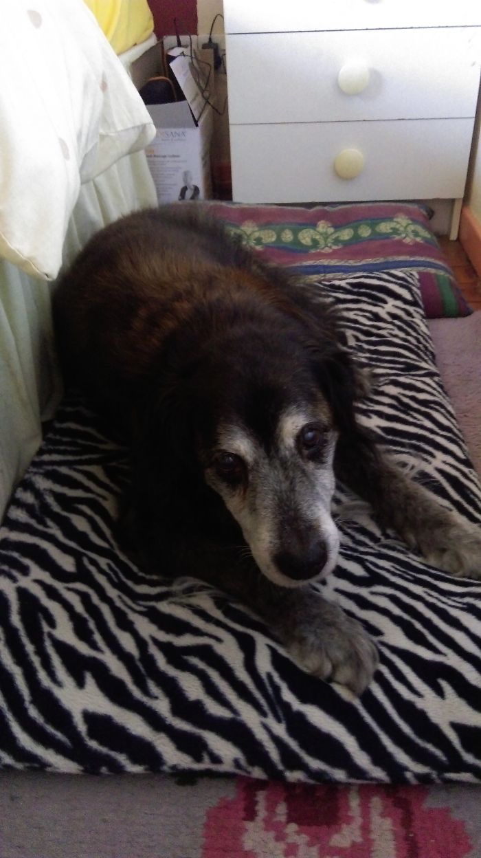 One Of The Last Photos I Took Of The Love Of My Life, Hazard, Who, Sadly, Recently Passed Away.