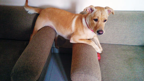 I Asked My Husband To Train The Dog To Stay Off The Sofa. He Went The 'tough Love' Route.